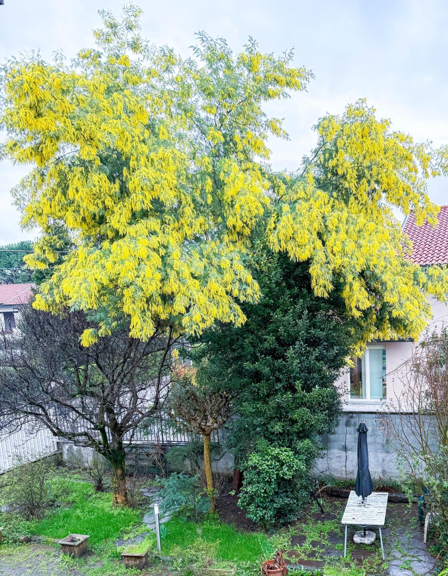 Villa Mimosa Cassano Magnago エクステリア 写真